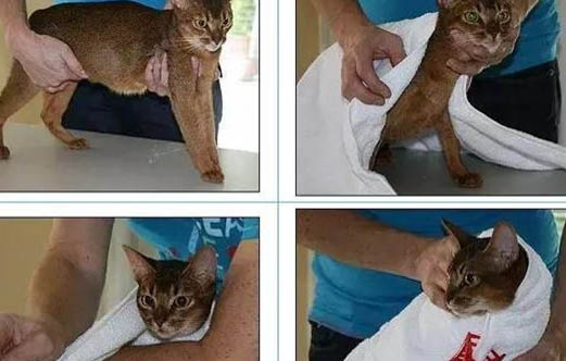猫咪偶尔打喷嚏