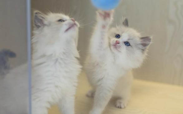 猫咪吃完蛋黄第二天拉肚子
