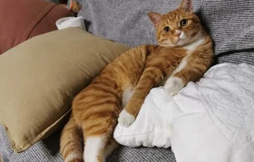橘猫为什么容易发胖长大？