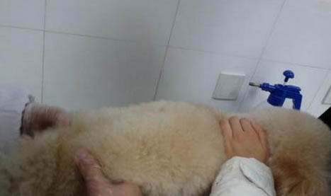 什么狗狗不掉毛没体味