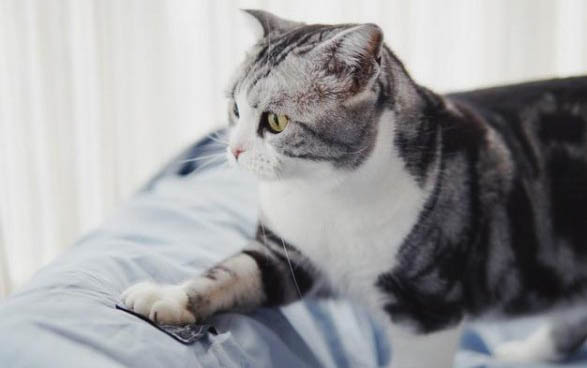 猫咪得了传腹多久会死