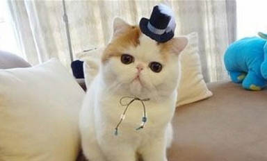 洁尔舒可以治猫咪耳螨么