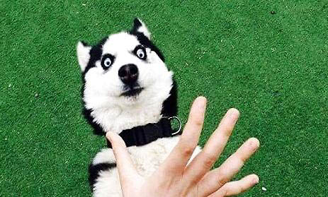 哈士奇犬的表情