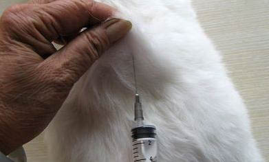 宠物猫不打疫苗可以吗