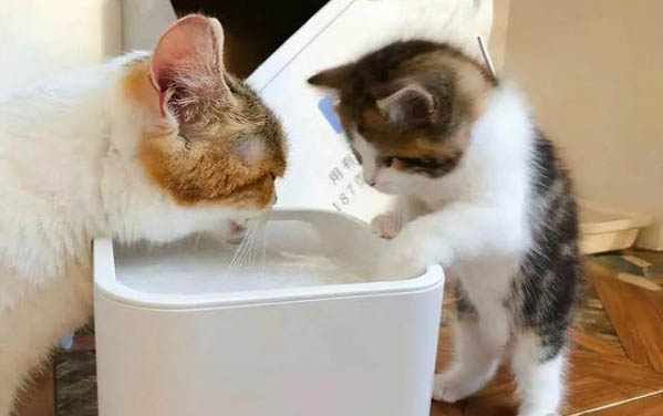 猫咪耳螨多了可以洗耳朵吗