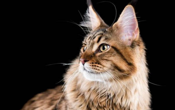 夏天猫咪怕不怕热