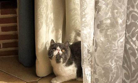 猫咪为什么会流口水鼻涕?