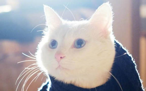 小猫有眼屎眼睛睁不开用什么药