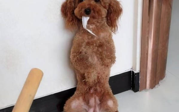 狗狗吃了樱桃核多久会发病