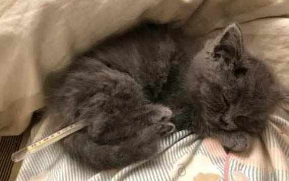 请问猫咪呕吐的原因及处理方法?