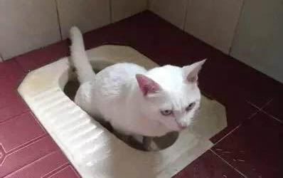 宠物皮堡斯多少钱一只,皮堡斯小猫哪里有卖
