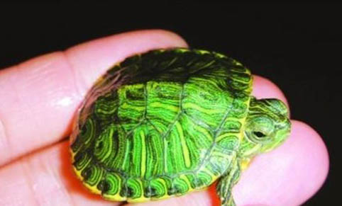 巴西龟为什么叫招财龟