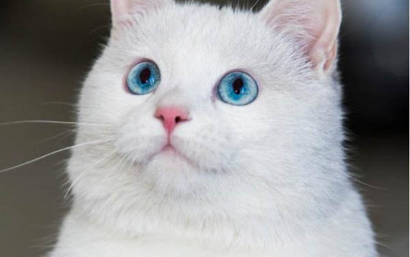 霍思燕猫咪是什么品种