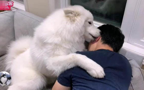 萨摩耶犬可以长到多大