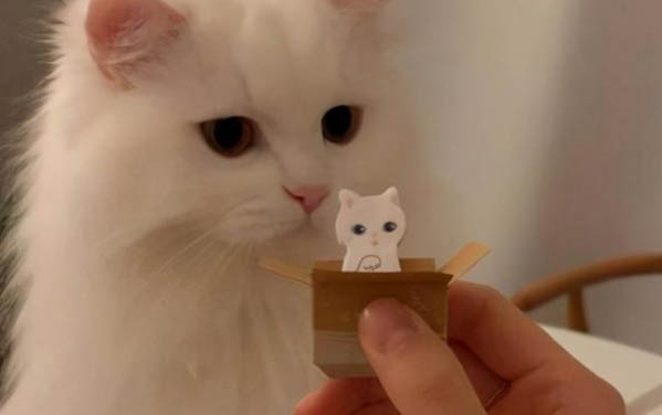 三个月小猫能吃罐头吗