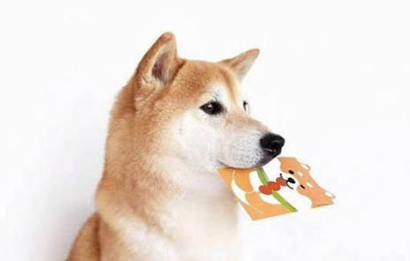 柴犬多大爆脸定型