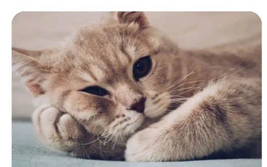 刚出生小猫多久喂一次奶