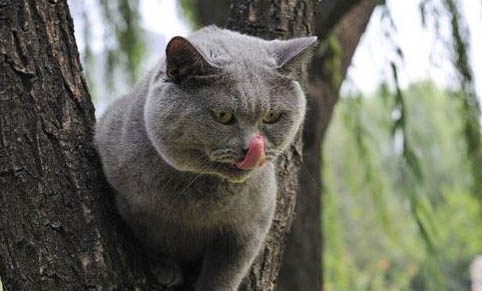 猫总咬人怎么办