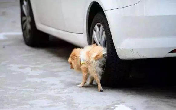 狗狗呕吐拉稀怎么办？