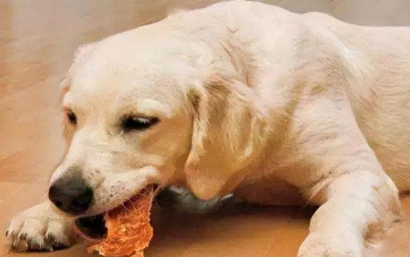 狗狗就要从小锻炼吗为什么呢