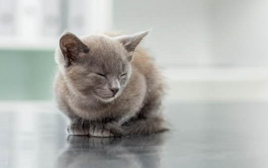 猫咪嘴巴臭怎么处理