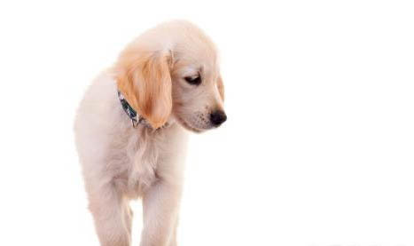 怎么训练拉布拉多幼犬不咬人