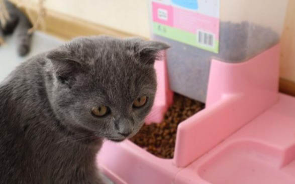 猫肚子胀气会死掉吗为什么
