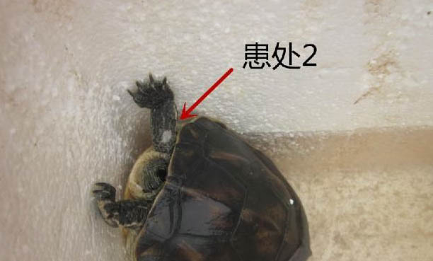 中华花龟公母能一起养吗