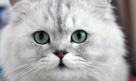 如何喂养金吉拉猫