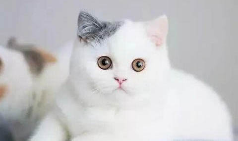 猫咪多少天睁眼