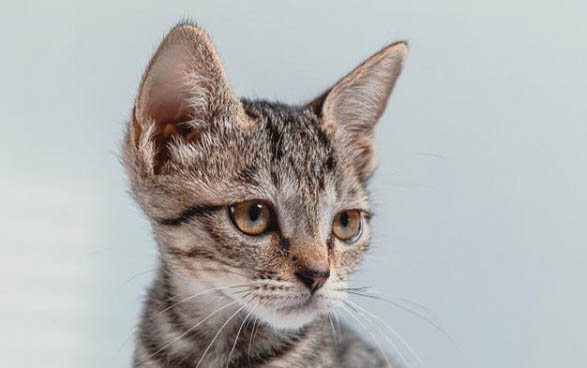 小猫吐黄水的原因
