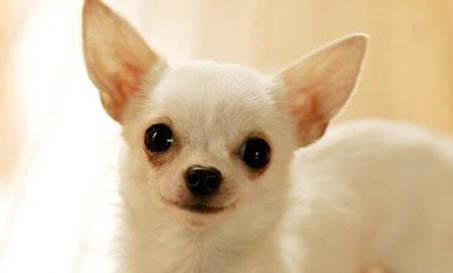 吉娃娃犬多少钱一只?