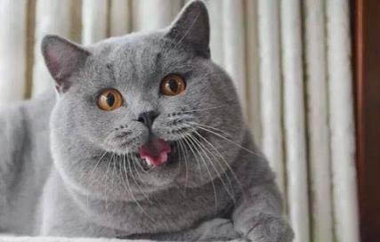 如何判断英短蓝猫发情
