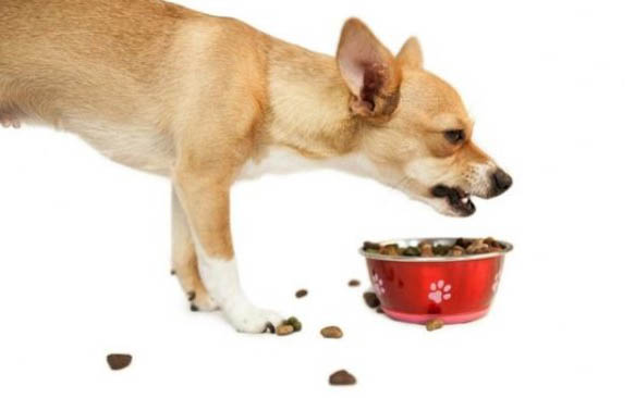 狗狗可以吃糯米吗