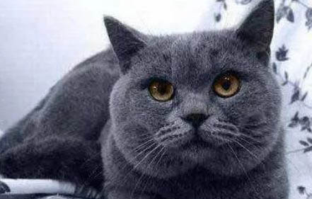 蓝猫和英短哪个贵