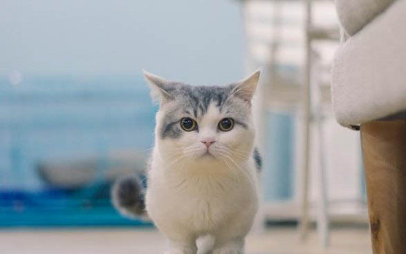 猫咪治耳螨可以洗澡吗