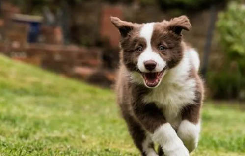 边境牧羊犬的训练方法