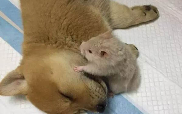 过年回老家狗狗寄养还是托运