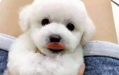 狗狗为什么会得结膜炎的原因