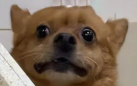 狗狗不吃饭尿很黄怎么回事啊