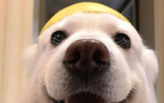 狗狗洗澡会叫怎么办