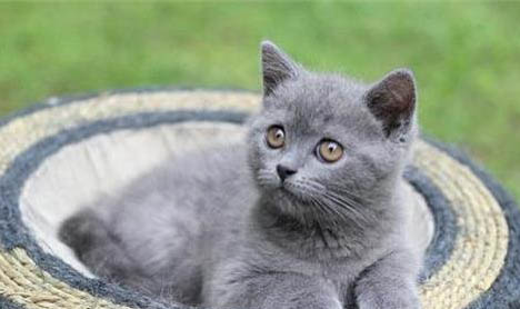 刚买英短蓝猫不吃东西
