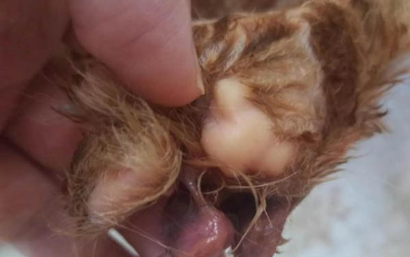 猫坠楼危险期是几天?