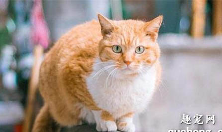 猫咪急性肠胃炎和慢性肠胃炎有啥区别