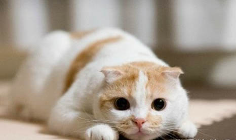 猫脱毛用什么药好