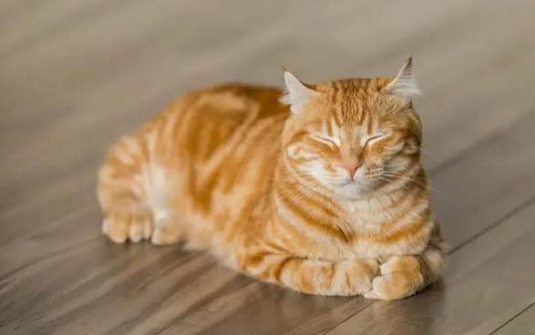 猫咪能闻风油精吗?为什么不能闻
