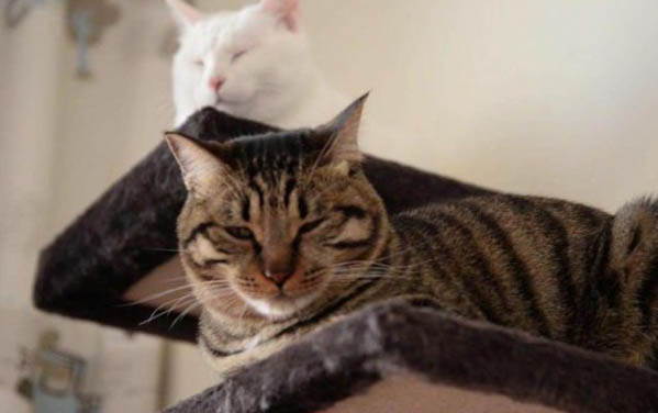 猫瘟会传染给猫吗