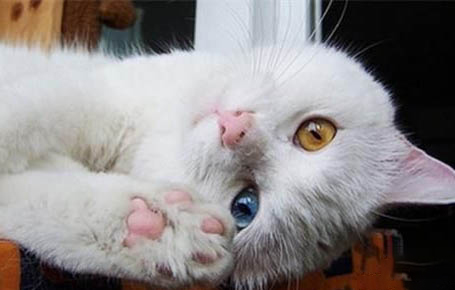 哪里可以买到土耳其梵猫
