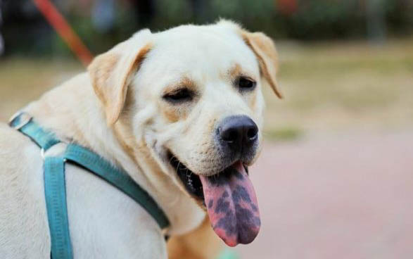 狗狗犬瘟潜伏期多久