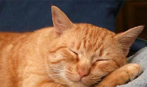 猫咪鼻头温热正常吗？